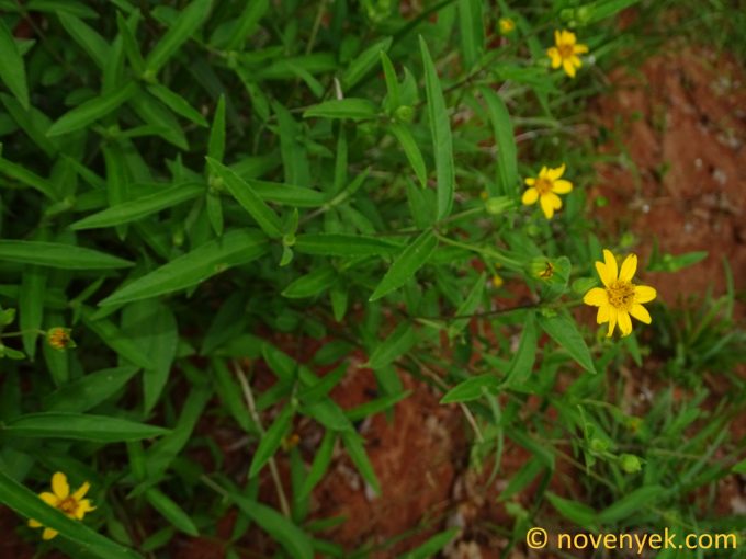Image of plant Aspilia mossambicensis