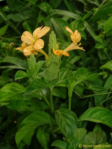 Image of plant Barleria rhynchocarpa