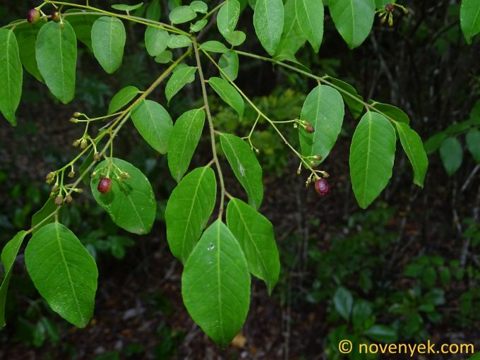 Image of plant Clausena anisata