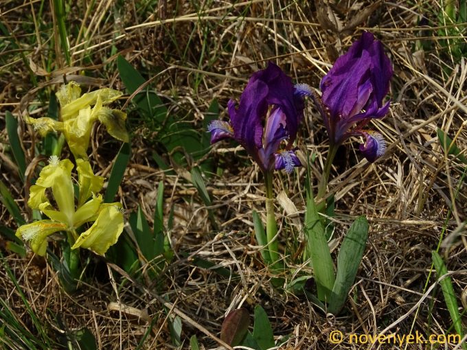 Image of plant Iris pumila