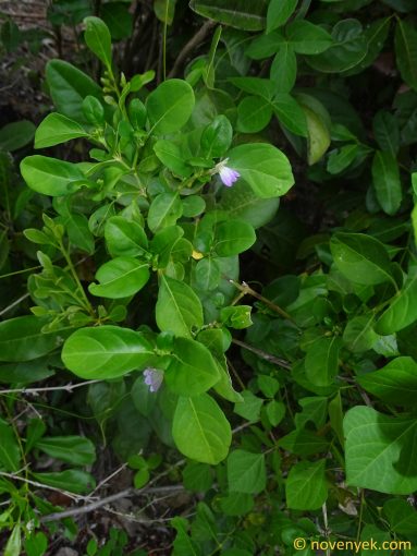 Image of plant Justicia capensis