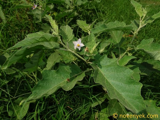 Image of plant Solanum campylacanthum