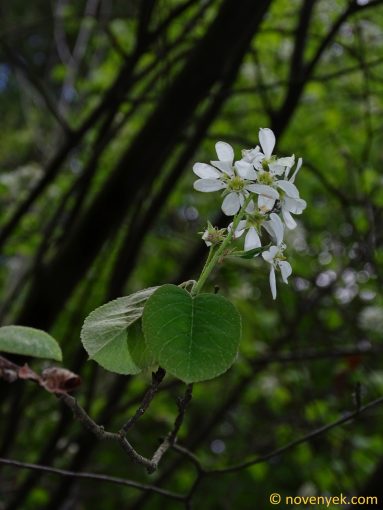Image of plant Amelanchier canadensis