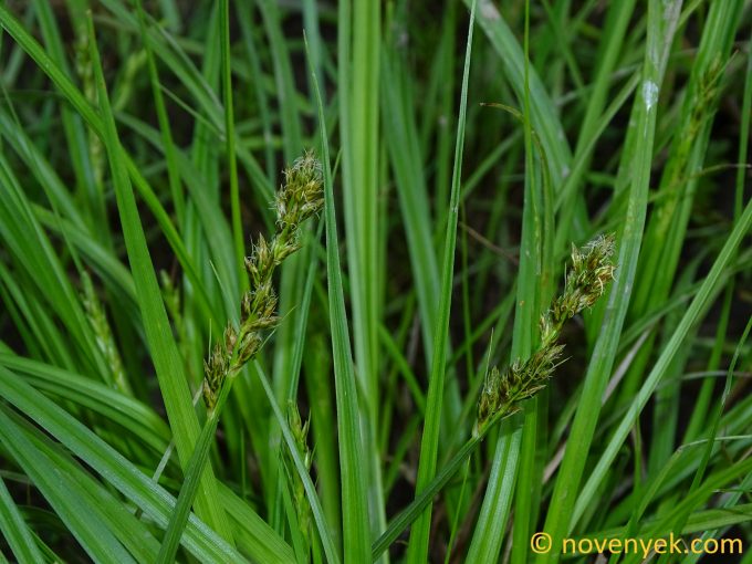 Image of plant Carex vulpina