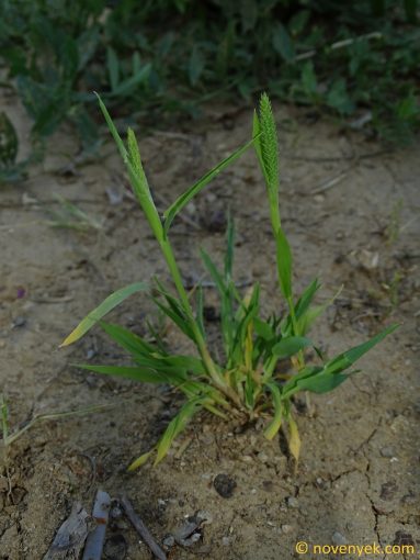 Image of plant Phleum paniculatum