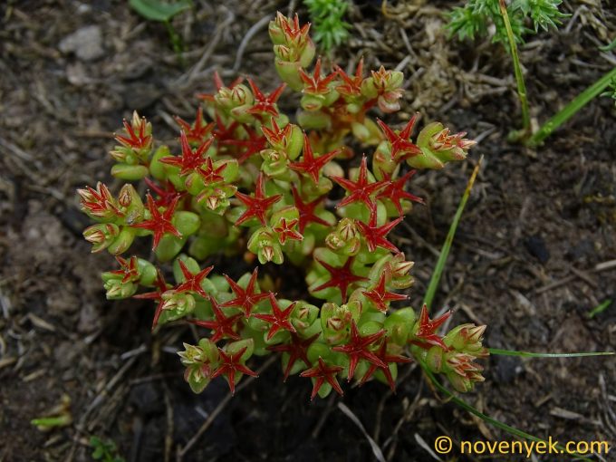 Image of plant Sedum cespitosum