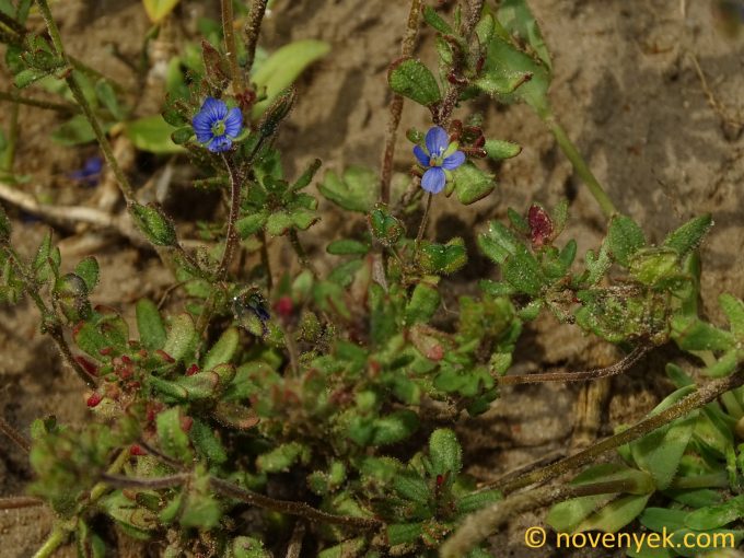 Image of plant Veronica triphyllos