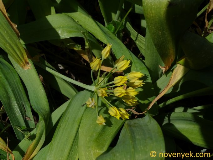 Image of plant Allium moly