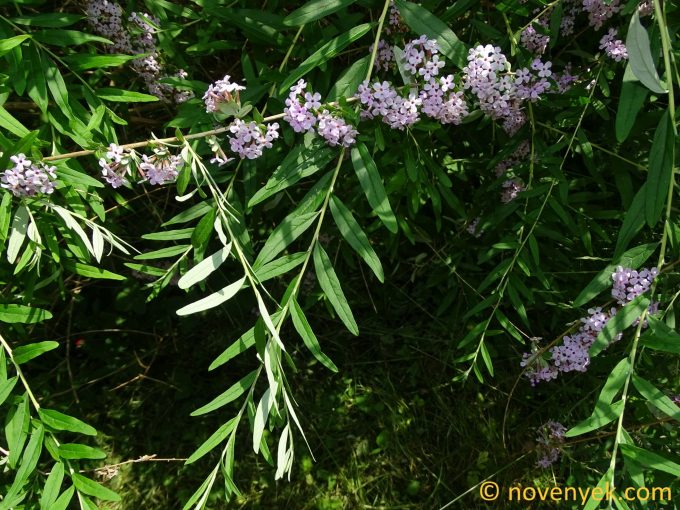 Image of plant Buddleja alternifolia