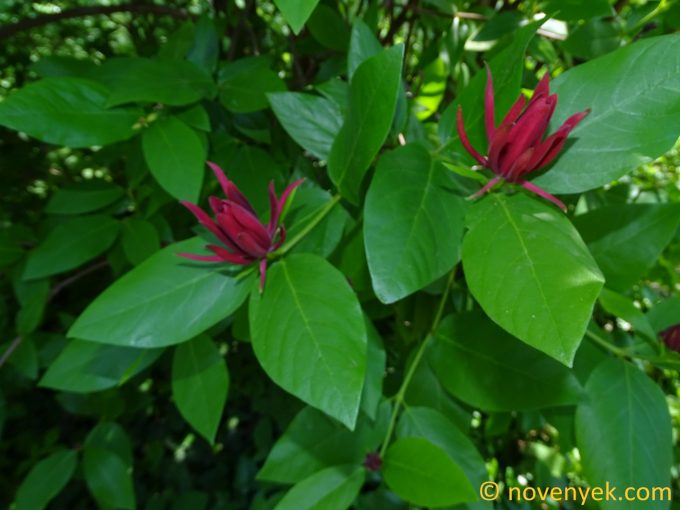 Image of plant Calycanthus occidentalis