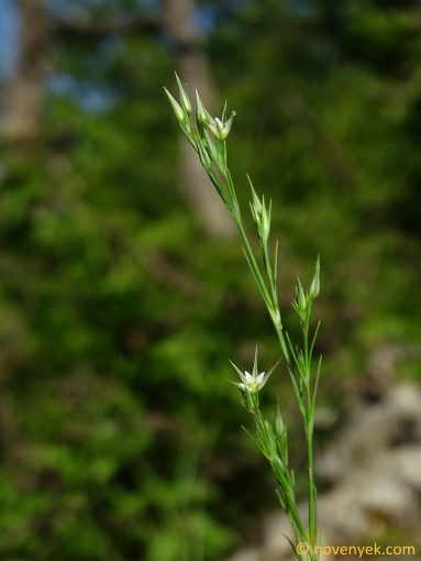 Image of plant Minuartia rubra