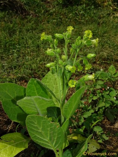 Image of plant Nicotiana rustica