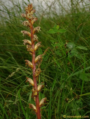 Image of plant Orobanche minor
