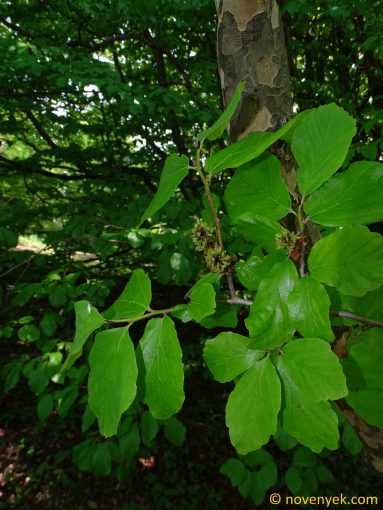 Image of plant Parrotia persica