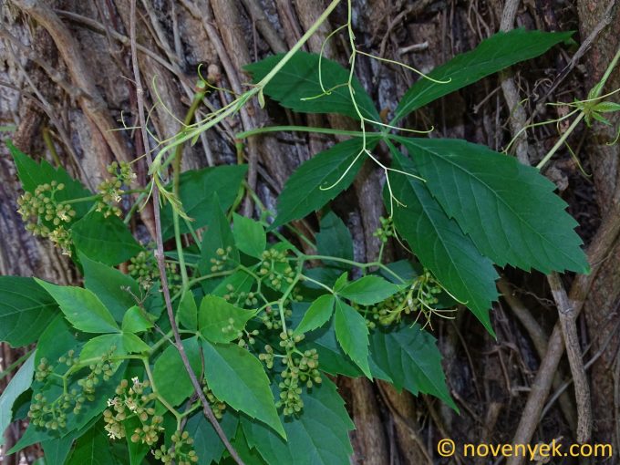 Image of plant Parthenocissus quinquefolia