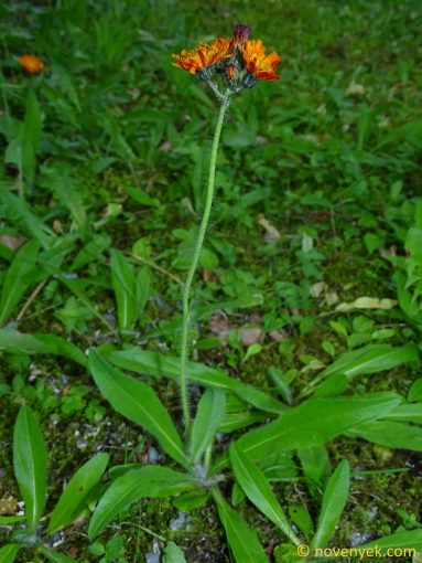 Image of plant Pilosella aurantiaca
