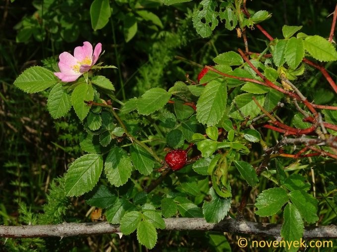 Image of plant Rosa marginata