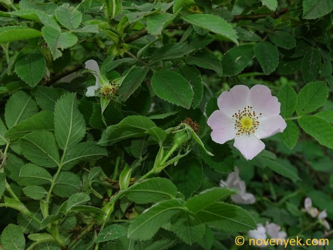 Image of plant Rosa tomentosa
