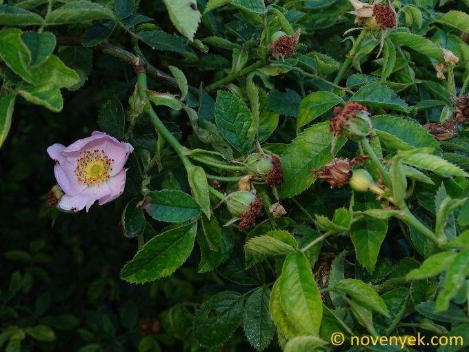 Image of plant Rosa zalana