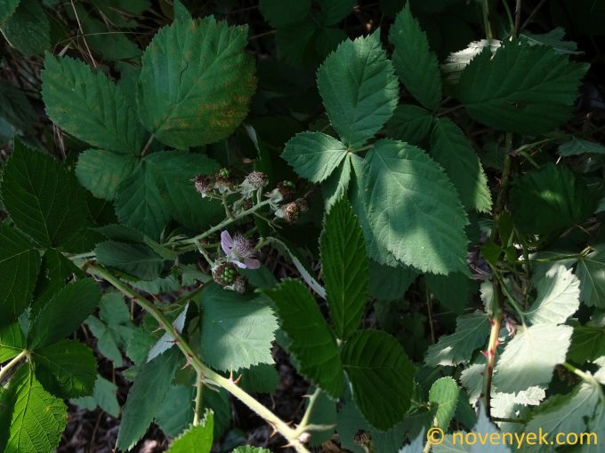Image of plant Rubus armeniacus