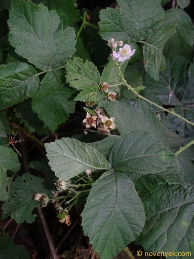 Image of plant Rubus corylifolius