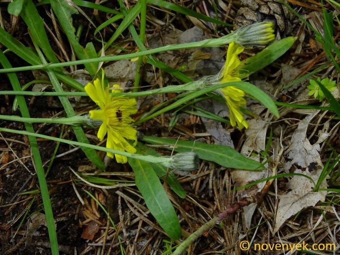 Image of plant Tolpis staticifolia