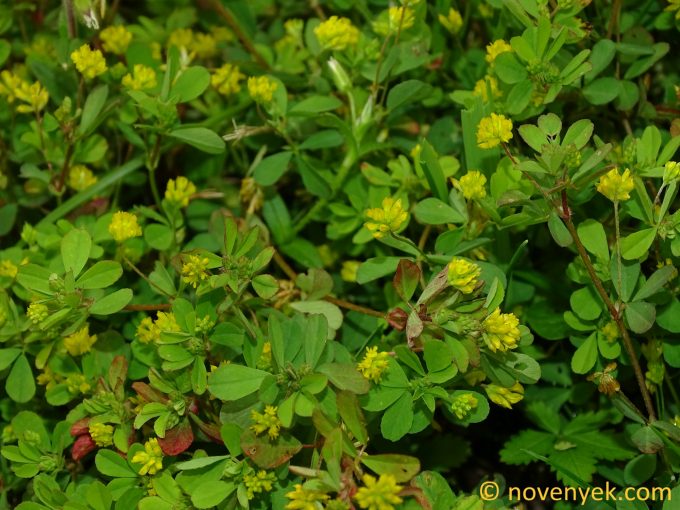 Image of plant Trifolium dubium