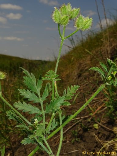 Image of plant Turgenia latifolia