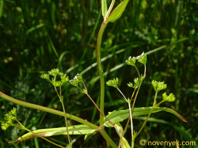 Image of plant Valerianella dentata