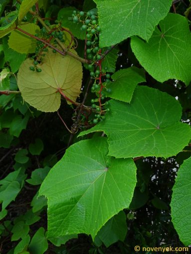 Image of plant Vitis labrusca