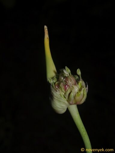 Image of plant Allium sativum