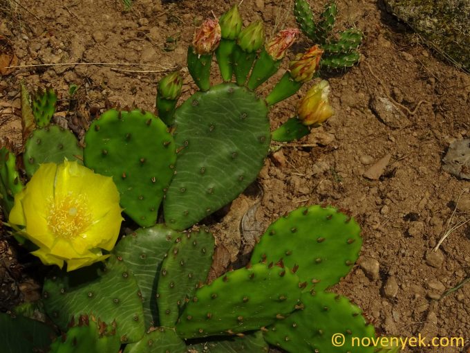 Image of plant Opuntia humifusa