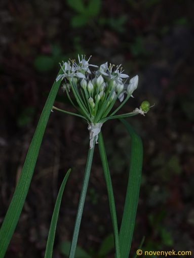 Image of plant Allium tuberosum