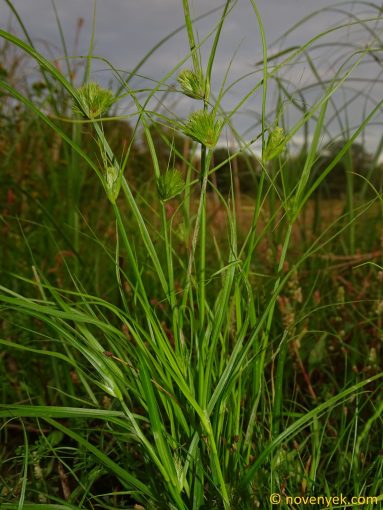 Image of plant Carex bohemica