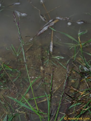 Image of plant Eragrostis pilosa