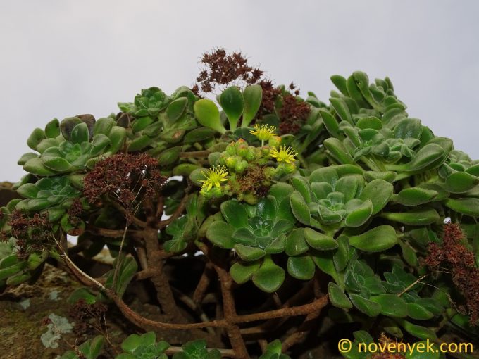 Image of plant Aeonium lindleyi