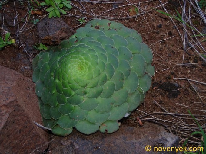 Image of plant Aeonium tabuliforme