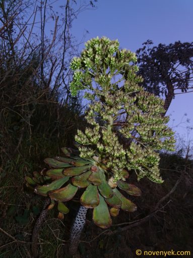 Image of plant Aeonium urbicum