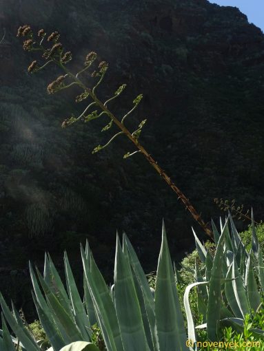 Image of plant Agave americana