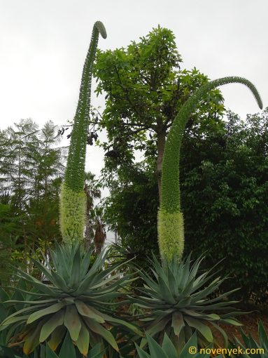 Image of plant Agave attenuata