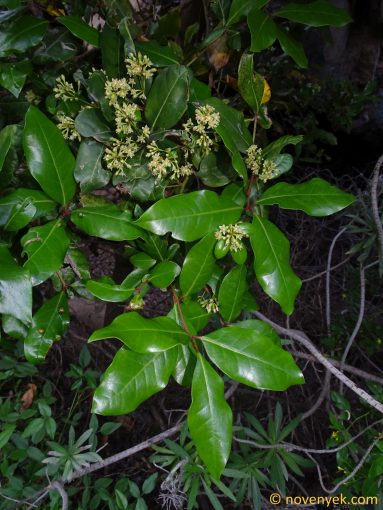 Image of plant Apollonias barbujana