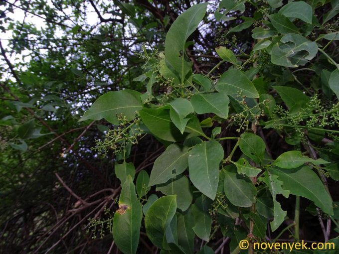 Image of plant Bosea yervamora