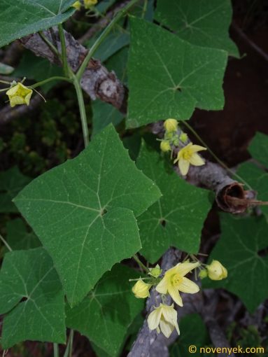 Image of plant Bryonia verrucosa