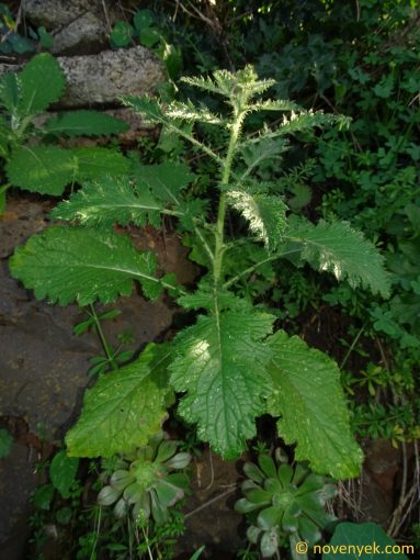 Image of plant Carduus clavulatus