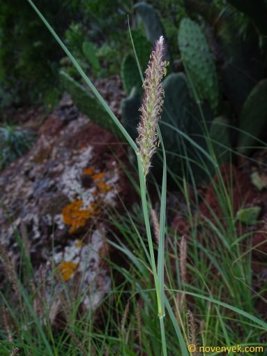Image of plant Cenchrus ciliaris