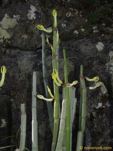 Image of plant Ceropegia dichotoma