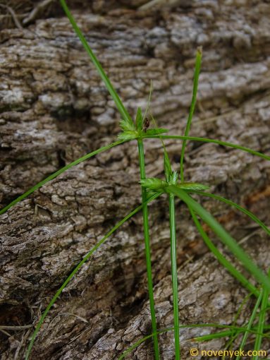 Image of plant Cyperus gracilis