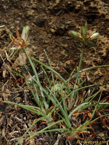 Image of plant Cyperus rubicundus