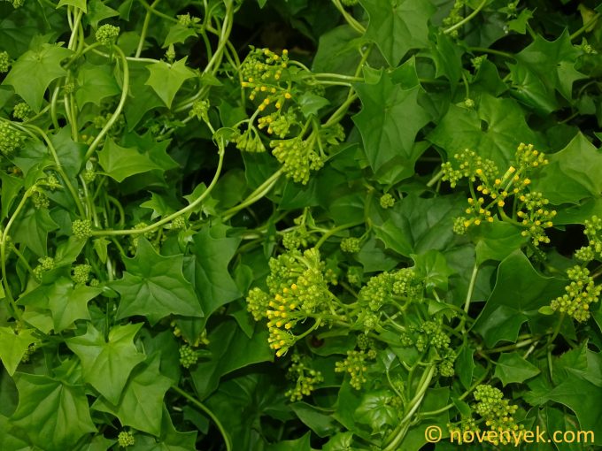 Image of plant Delairea odorata