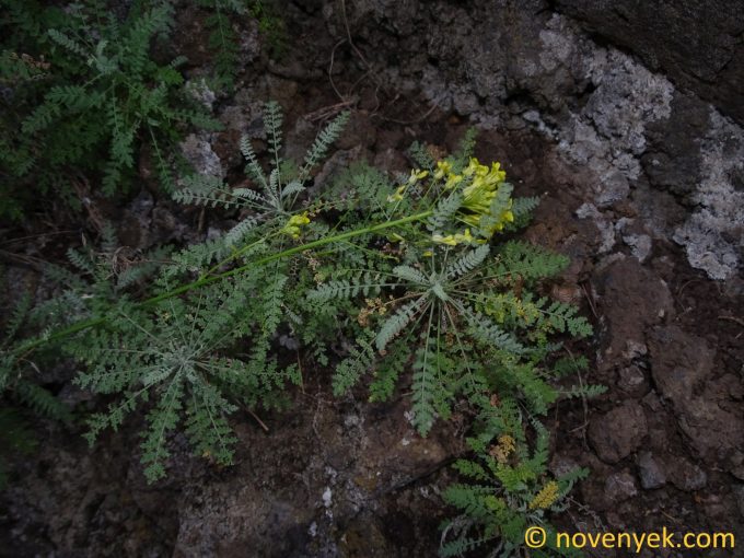 Image of plant Descurainia millefolia